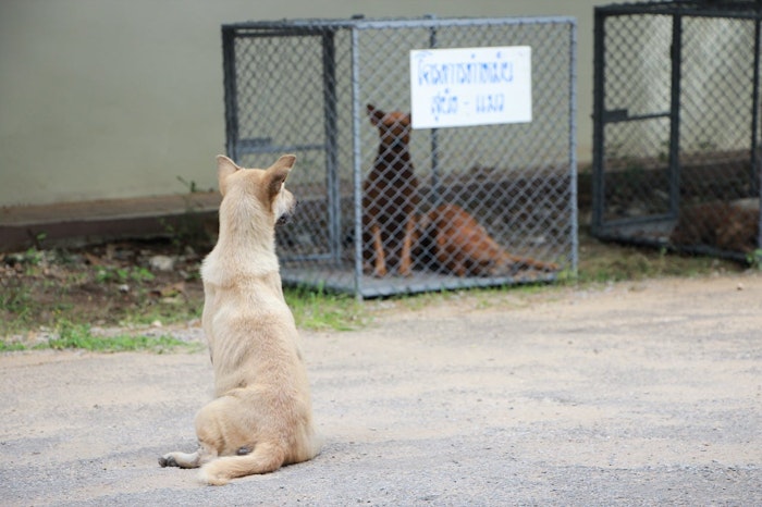Formas de promover a adoção de animais domésticos no Brasil