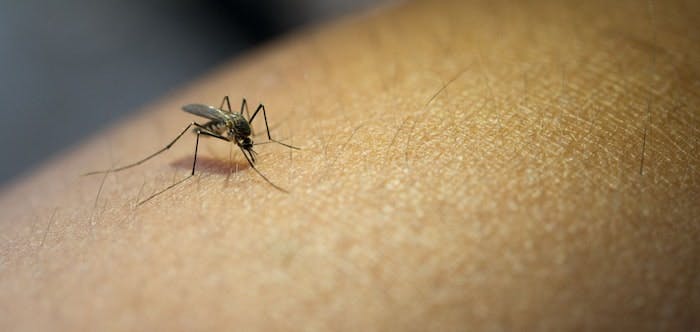 Desafios no combate ao Aedes Aegypti no Brasil